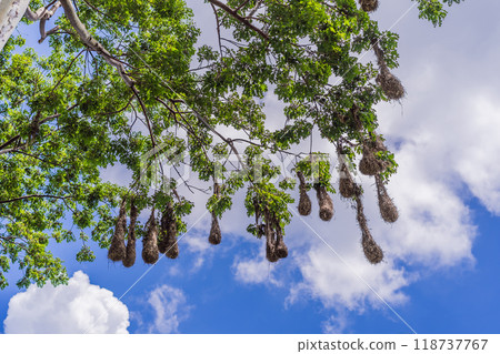 Bird nests of Montezuma Oropendola hanging from tree branches against a cloudy sky. Nature, wildlife, and habitat concept Bird nests of Montezuma Oropendola hanging from tree branches against a cloudy sky. Nature, wildlife, and habitat concept 118737767