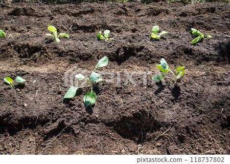 Planting cabbage and Chinese cabbage 118737802