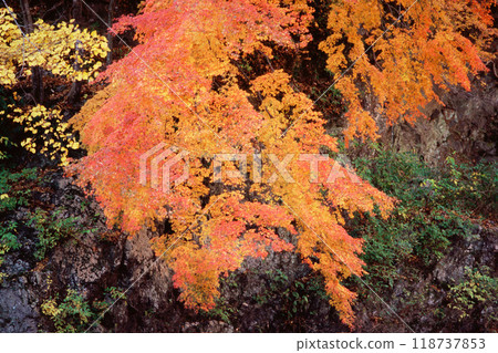 Maple with brightly colored leaves 118737853