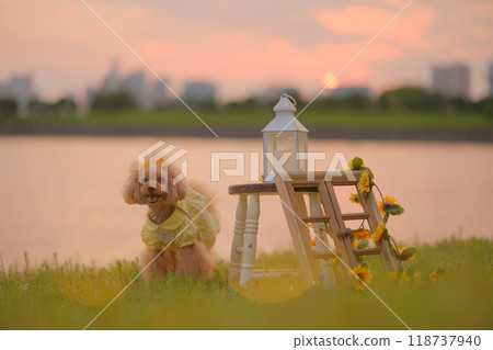 Sunset, beach and toy poodle Sunset, beach and toy poodle 118737940