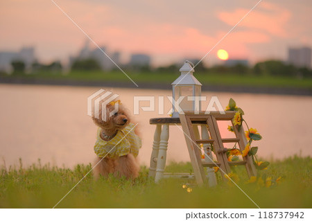 Sunset, beach and toy poodle 118737942