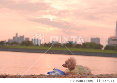 Toy poodle looking at the sunset 118737944