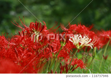 Spider lilies in full bloom Spider lilies in full bloom 118737946