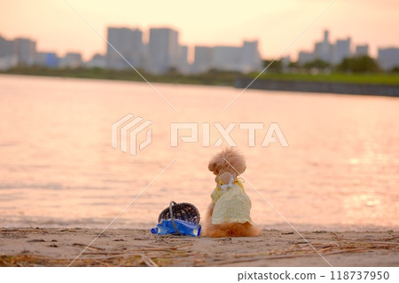 日落時在海灘上玩耍的玩具貴賓犬 118737950