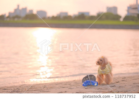日落時在海灘上玩耍的玩具貴賓犬 118737952
