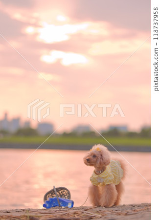 Toy poodle playing on the beach at dusk Toy poodle playing on the beach at dusk 118737958