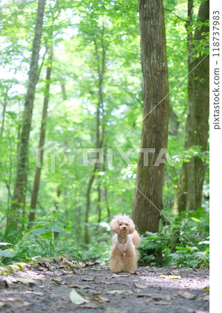 Toy poodle walking in the forest 118737983