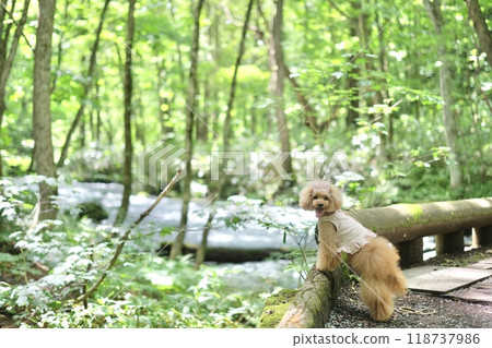 Toy poodle walking in the forest Toy poodle walking in the forest 118737986