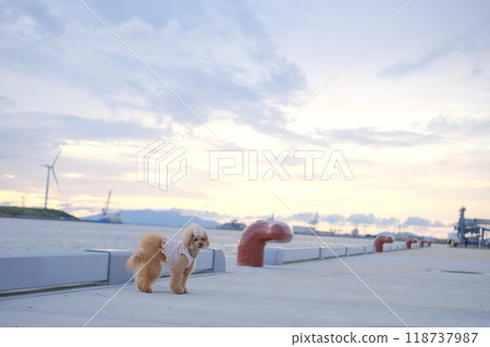 A toy poodle walking with the sea at dusk in the background A toy poodle walking with the sea at dusk in the background 118737987