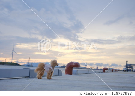 A toy poodle walking with the sea at dusk in the background 118737988