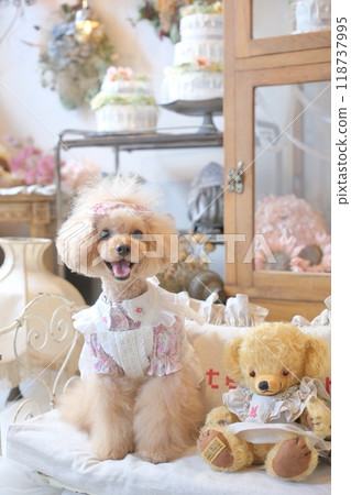A toy poodle posing in an antique room 118737995