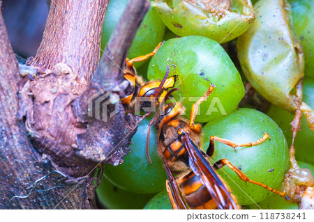 Hornets fighting over grapes Hornets fighting over grapes 118738241