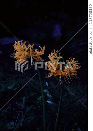 Cluster amaryllis 118738320