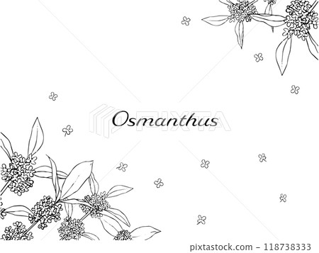 桂花線描框 118738333