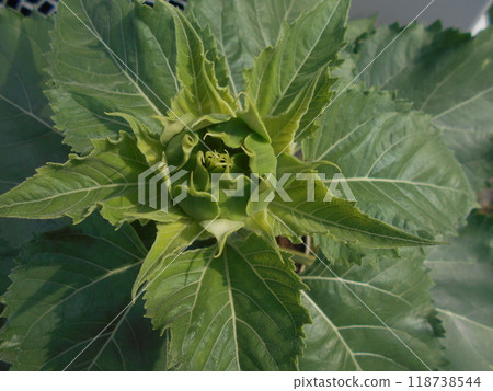 向日葵 向日葵 118738544