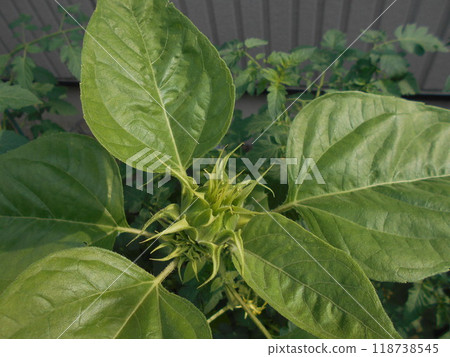 向日葵 向日葵 118738545