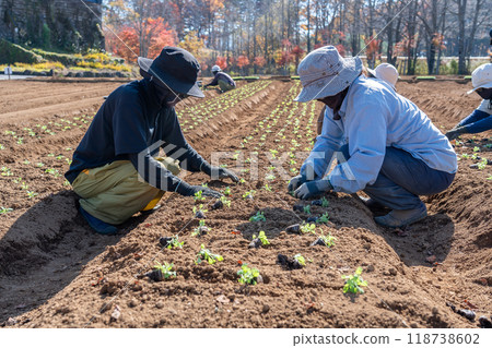 Gujo City, Gifu Prefecture: People working in the flower fields of Hirugano Plateau Pastoral Village in autumn and the rows of flowers Gujo City, Gifu Prefecture: People working in the flower fields of Hirugano Plateau Pastoral Village in autumn and the rows of flowers 118738602