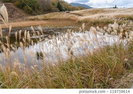 奈良郡宇田郡曾尼村的曾尼高原，秋季，蒲葦和岡米池生長 118738614