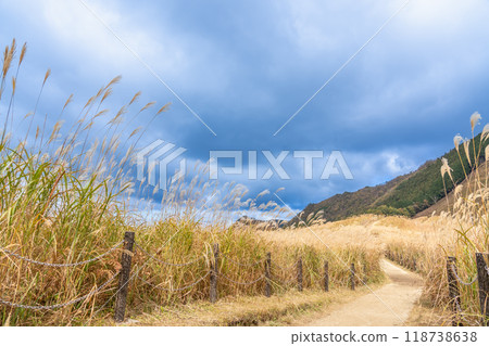 奈良縣宇田郡索尼村秋季索尼高原上生長的蒲葦和步行道 118738638
