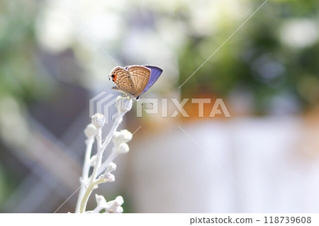 Flower garden Gardening image Flowers Insects Butterflies Flower garden Gardening image Flowers Insects Butterflies 118739608