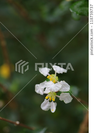 白色針葉虎花 118739737