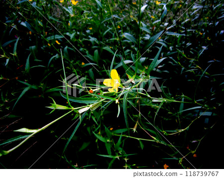 黃花 黃花 118739767