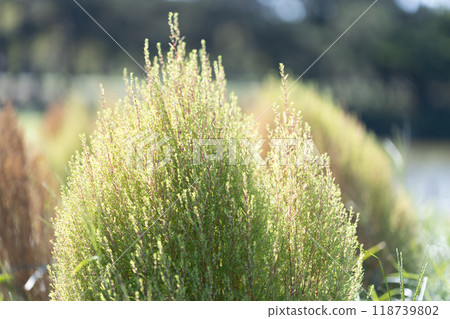 Green kokia 118739802