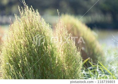 Green kokia 118739803