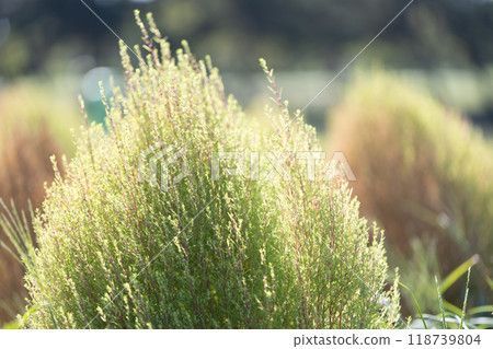 Green kokia 118739804