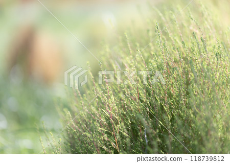 綠色科基亞 綠色科基亞 118739812