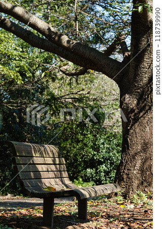 A relaxing bench under a tree 118739990