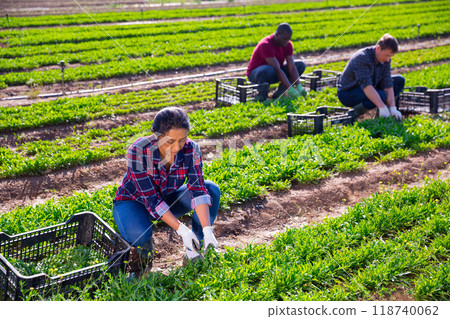 Peruvian female horticulturist gathering crop of arugula 118740062