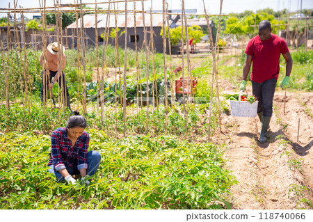 Mexican woman gardener during working with potatoes bushes Mexican woman gardener during working with potatoes bushes 118740066