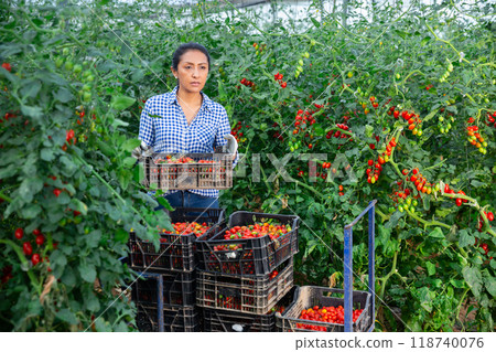 Female latino farmer puts red tomatoes in plastic box for sale Female latino farmer puts red tomatoes in plastic box for sale 118740076