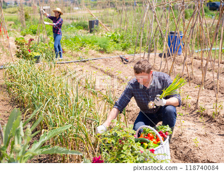 Man professional horticulturist picking harvest of garlic 118740084