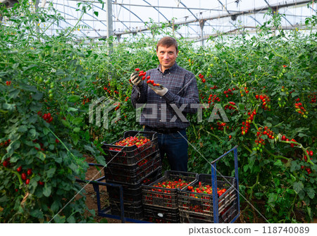 Positive man harvesting ripe tomatoes in a greenhouse 118740089
