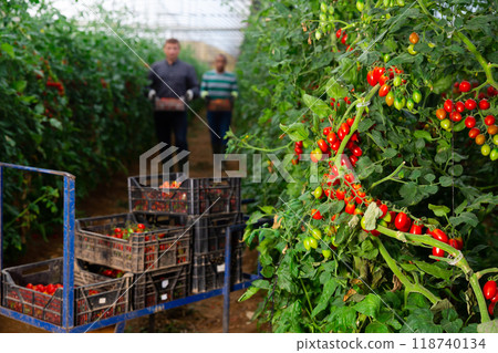 Harvesting in greenhouse, crop of tomatoes in crates 118740134