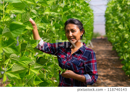 Smiling Hispanic female farmer harvesting bean in hothouse Smiling Hispanic female farmer harvesting bean in hothouse 118740143
