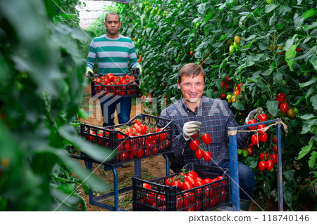 Smiling horticulturist harvesting red tomatoes in hothouse Smiling horticulturist harvesting red tomatoes in hothouse 118740146