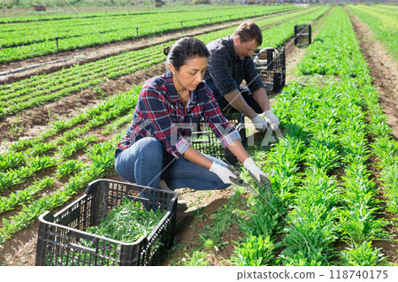 Man and woman harvest arugula on farm field Man and woman harvest arugula on farm field 118740175