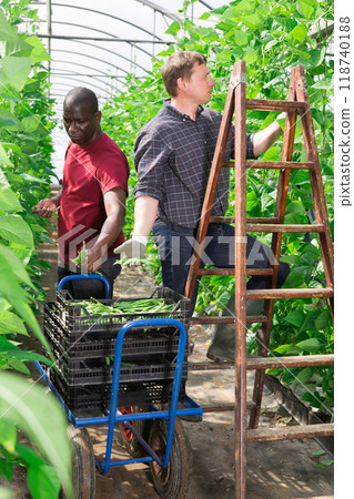 Two hired workers harvest green beans in greenhouse 118740188