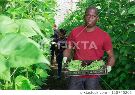 African american horticulturist carrying bean in crates in glasshouse African american horticulturist carrying bean in crates in glasshouse 118740205