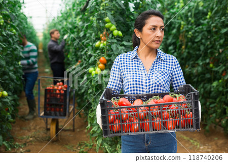 Female latino farmer puts red tomatoes in plastic box for sale Female latino farmer puts red tomatoes in plastic box for sale 118740206