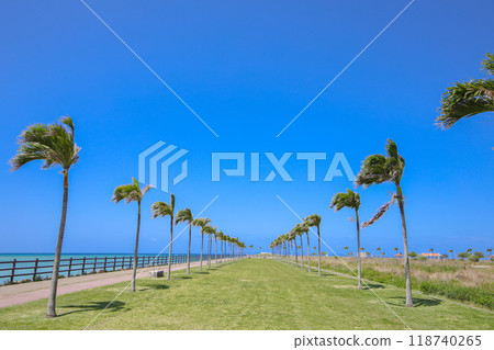Palm Tree Road in Tomigusuku, Okinawa Prefecture 118740265