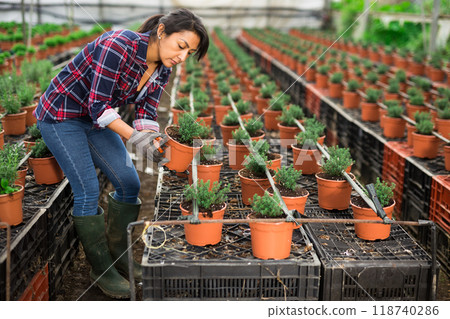 Woman takes to check thyme seedling growing in pot 118740286