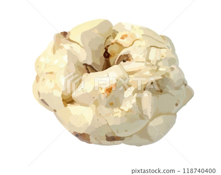 Lily root (root tuber) 118740400