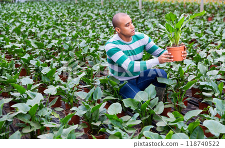 male farmer controlling quality of dieffenbachia 118740522
