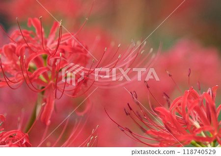 美麗的紅蜘蛛百合 美麗的紅蜘蛛百合 118740529