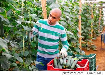 Hired latino worker picks crop of cucumbers in greenhouse 118740609
