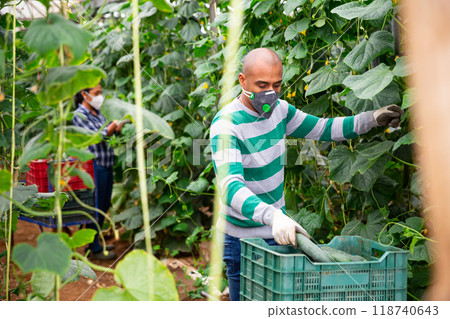Farmer in medical mask harvesting cucumbers in greenhouse 118740643